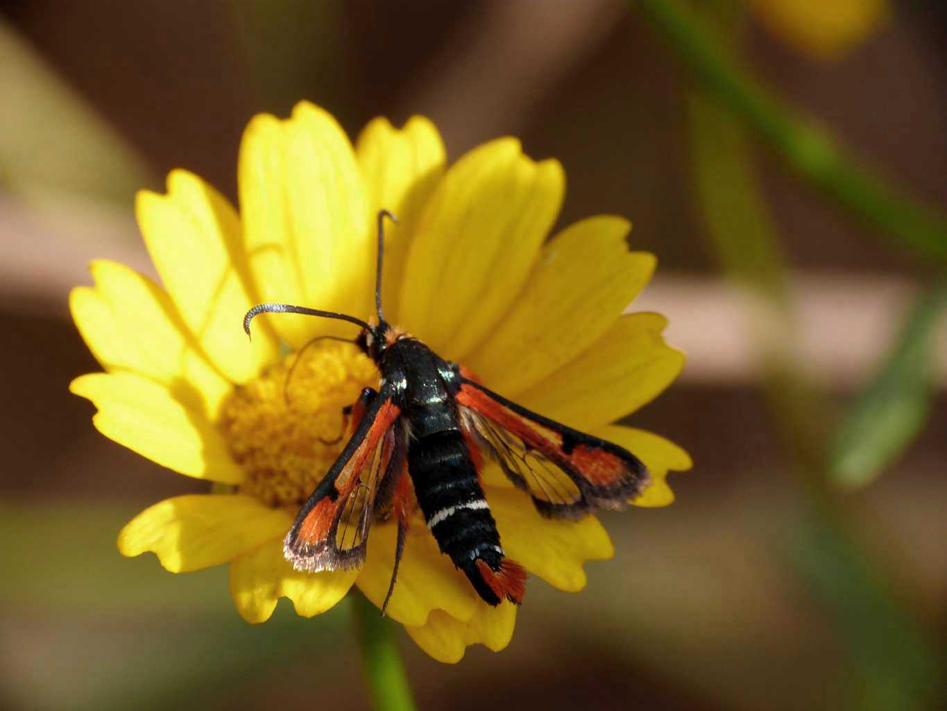 Pyropteron chrysidiformis